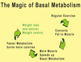 basal metabolic rate